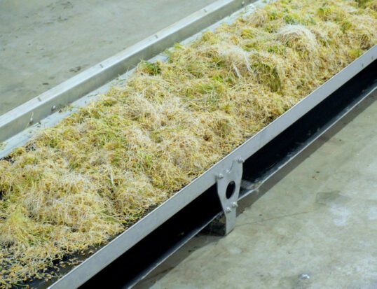 Hydroponics: Feed grown inside for dairy cows