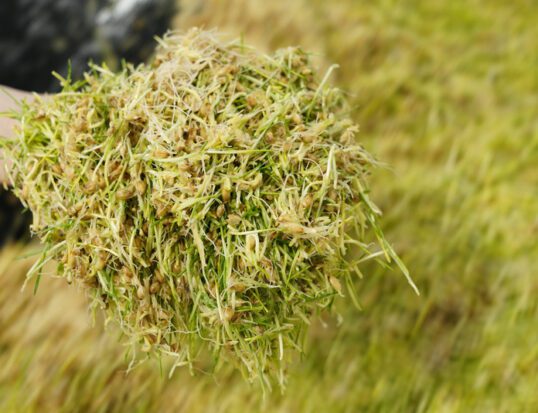 More than a Feed: How Sprouted Grains can Lead to Cattle Business Profitability